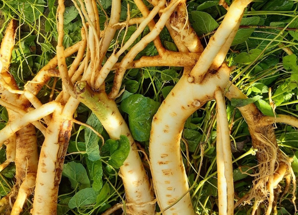 Cây đẳng sâm rất thích hợp để đẩy mạnh mở rộng diện tích trồng ở xã Ch’Ơm.