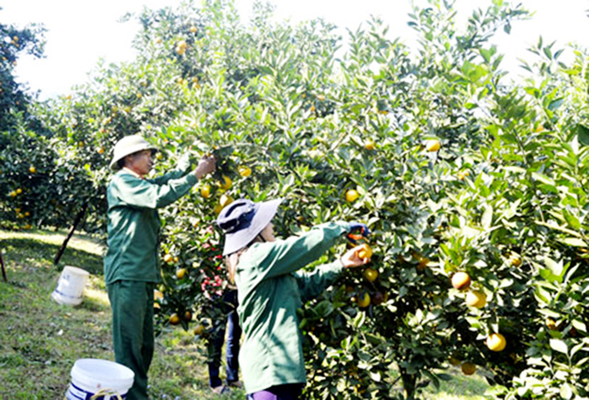 Nông dân, HTX ở Nho Quan đang giàu lên nhờ sản xuất theo hướng hàng hóa.