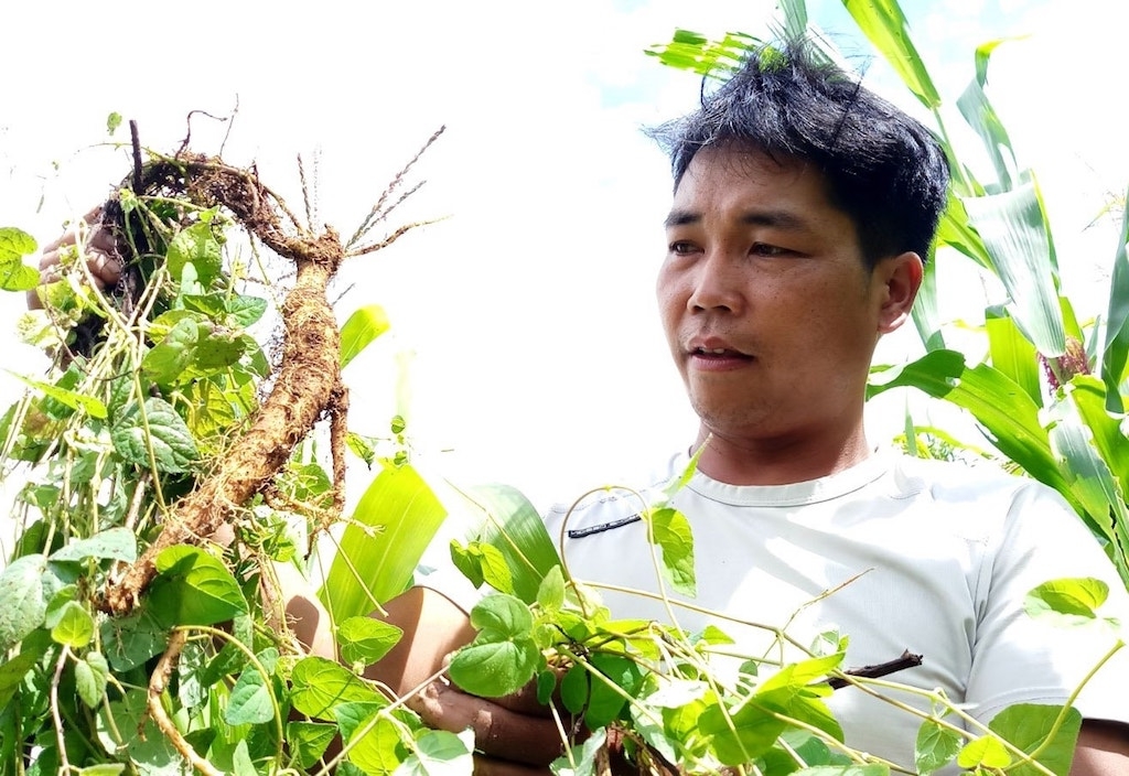 Anh Alăng Lơ &lpar;người dân tộc Cơ Tu&rpar;, Giám đốc HTX Nông nghiệp Ch’Ơm, đã giúp người dân xã Ch’Ơm thay đổi nhận thức và tư duy trong phát triển cây dược liệu như đẳng sâm.