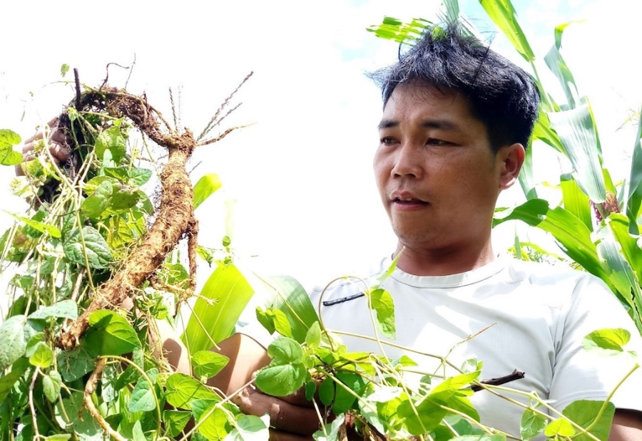 Anh Alăng Lơ &lpar;người dân tộc Cơ Tu&rpar;, Giám đốc HTX Nông nghiệp Ch’Ơm, đã giúp người dân xã Ch’Ơm thay đổi nhận thức và tư duy trong phát triển cây dược liệu như đẳng sâm.