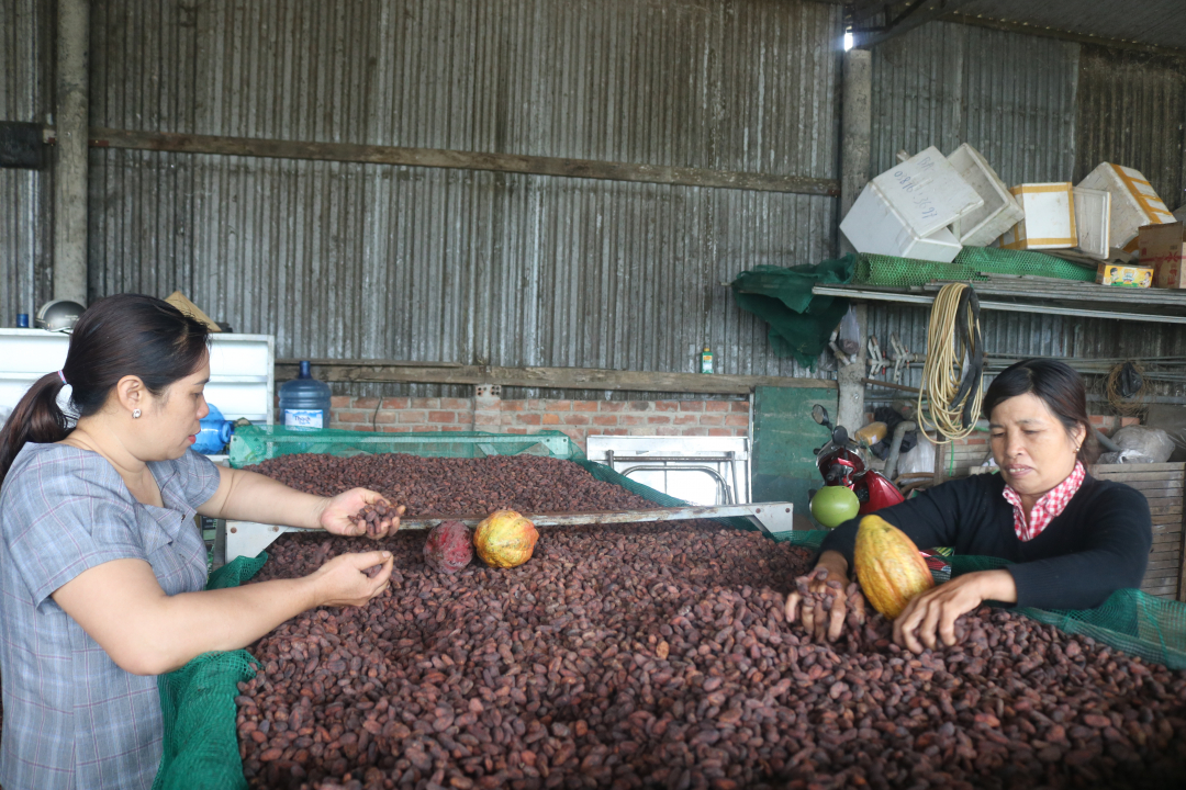 Đắk Lắk hiện có khoảng 1.200ha và chất lượng ca cao được khẳng định bởi Tổ chức Ca cao Quốc tế.