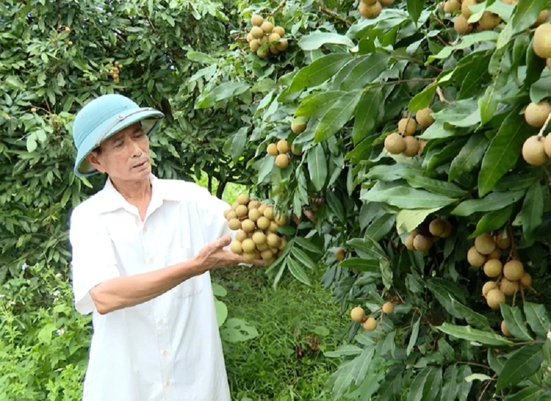 Người dân huyện Ngọc Lặc &lpar;Thanh Hóa&rpar; phấn khởi bên những vườn nhãn trái vụ.