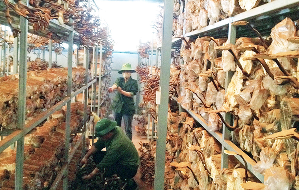 Nông nghiệp tỉnh Quảng Ninh đang chuyển đổi mạnh mẽ, tăng cường sở hữu trí tuệ.