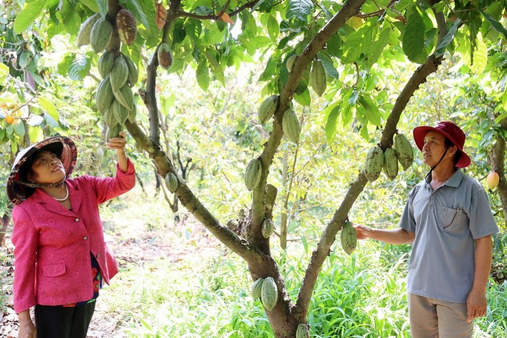 Các HTX đóng vai trò quan trọng trong việc phát triển ngành hàng ca cao theo hướng bền vững.