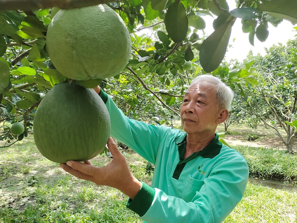 Bưởi da xanh là một trong những cây trồng chủ lực ở huyện Long Mỹ.