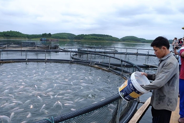 Nhờ phát triển thủy sản trên hồ đã góp phần giải quyết nhu cầu việc làm cho nhiều lao động ở Yên Bình với mức thu nhập ổn định.