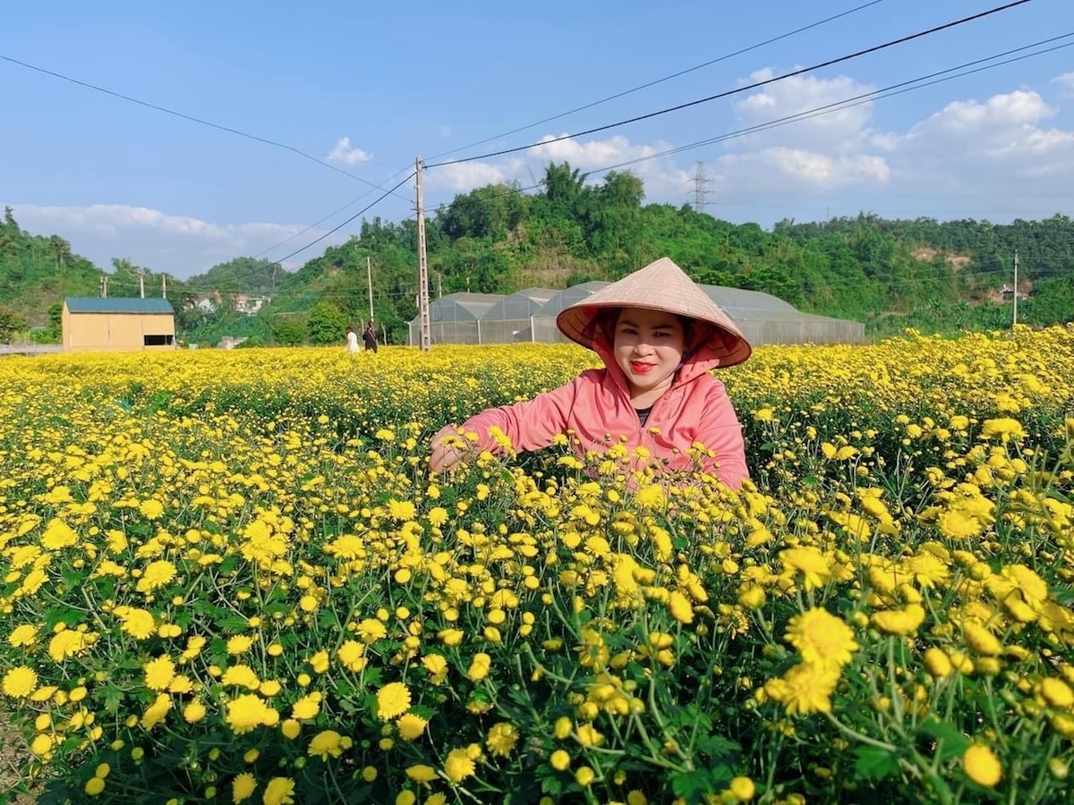 HTX Dương Quang mở rộng sang trồng hoa cúc chi để chế biến và phát triển du lịch.