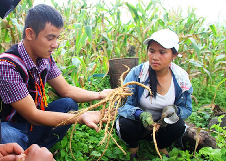 Cán bộ khuyến nông hướng dẫn kỹ thuật trồng cây đẳng sâm cho người dân xã Ch’Ơm.