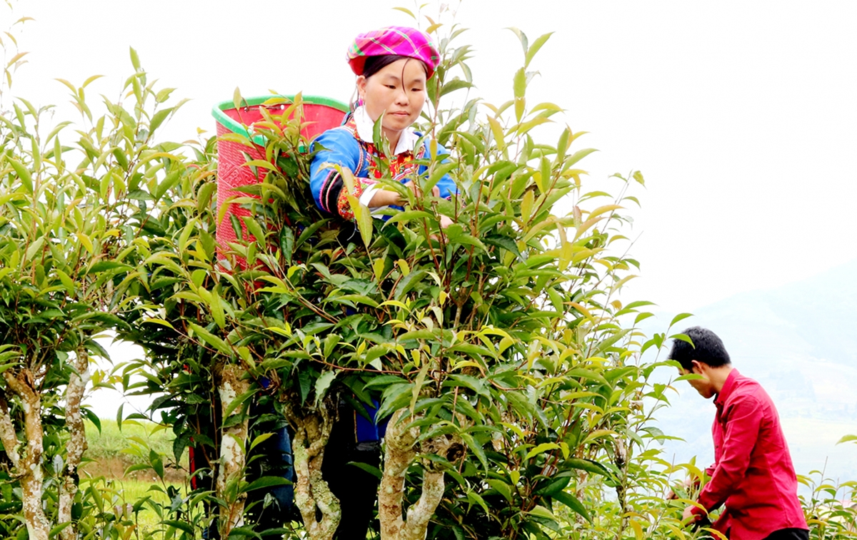 Hàng loạt sản phẩm thế mạnh của huyện Quang Bình đang trên tiến trình số hóa, giúp người dân thoát nghèo, làm giàu.