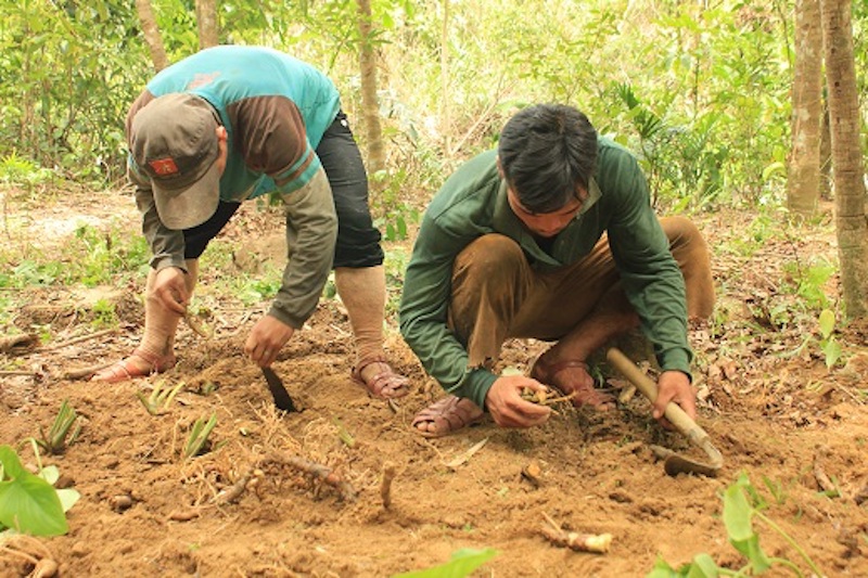 HTX Nông nghiệp – Dược liệu A Roàng trồng cây dược liệu dưới tán rừng.