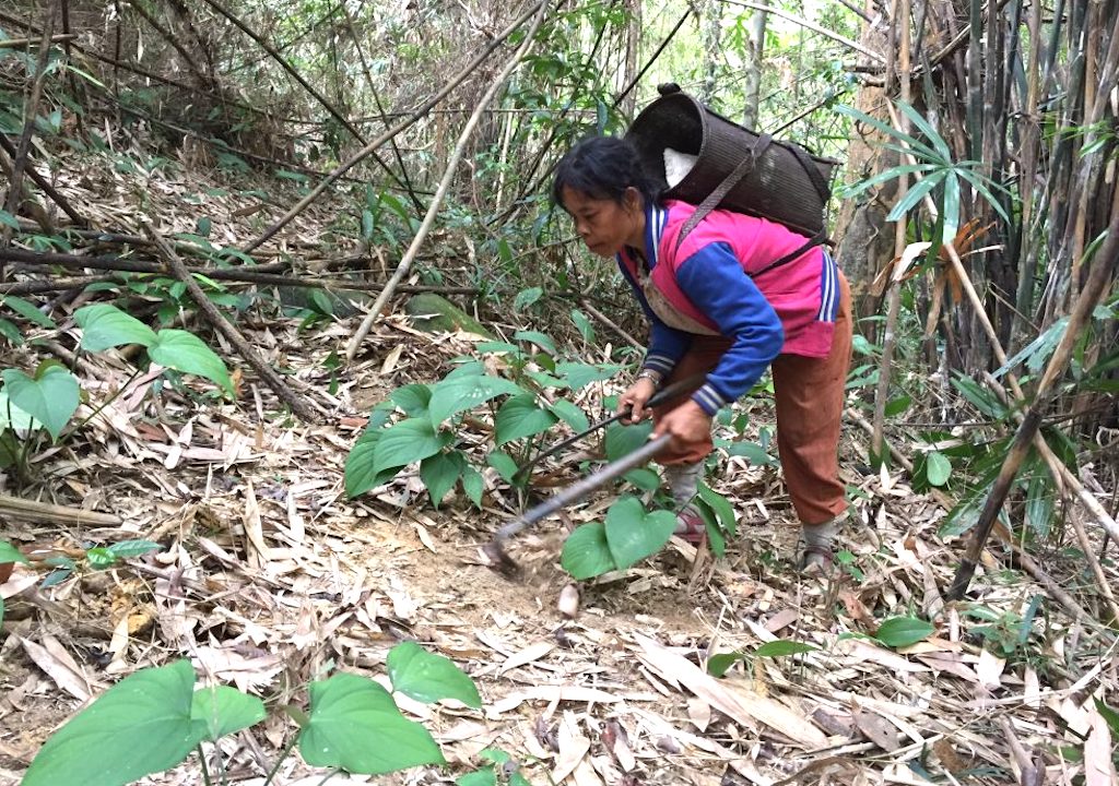 Bà con dân tộc thiểu số ở A Roàng khai thác cây thiên niên kiện một cách bền vững dưới tán rừng tự nhiên.