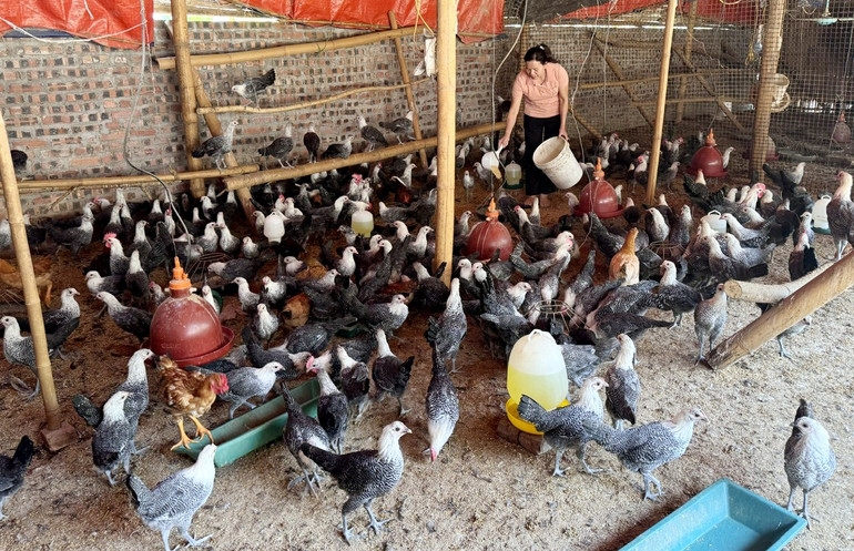 HTX Quý Hợp đang giúp nhiều hộ dân giảm nghèo nhờ liên kết chăn nuôi.