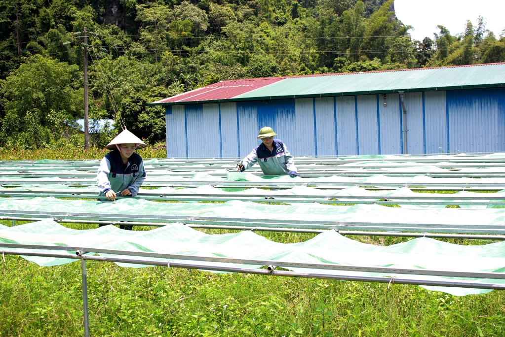 Nghề làm miến ở Cai Bộ đã được ứng dụng nhiều công nghệ để nâng hiệu quả kinh tế.