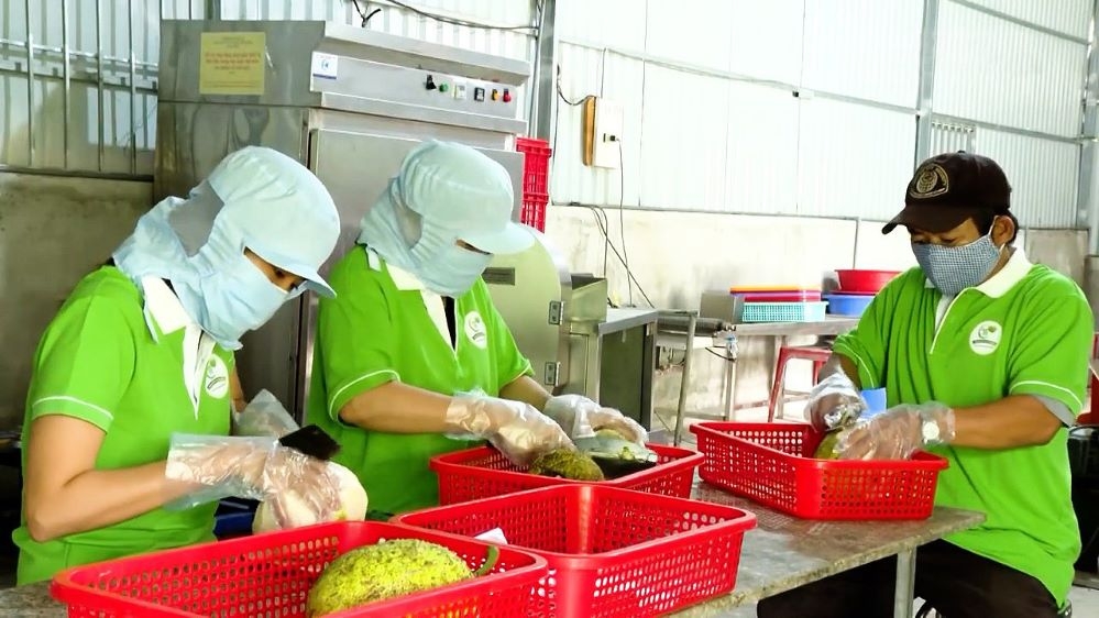 Các HTX và doanh nghiệp có vai trò quan trọng trong liên kết theo chuỗi giá trị, gia tăng giá trị nông sản nhờ gắn với chế biến sâu.