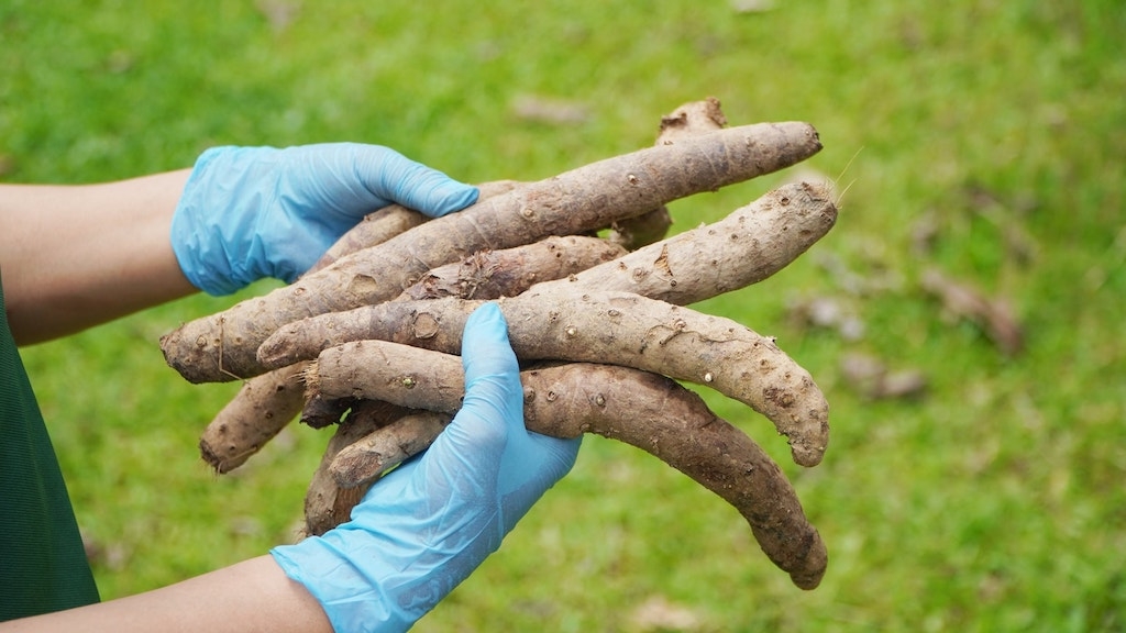 Củ thiên niên kiện được khai thác dưới tán rừng mang lại nguồn thu nhập cho bà con dân tộc thiểu số ở A Roàng.