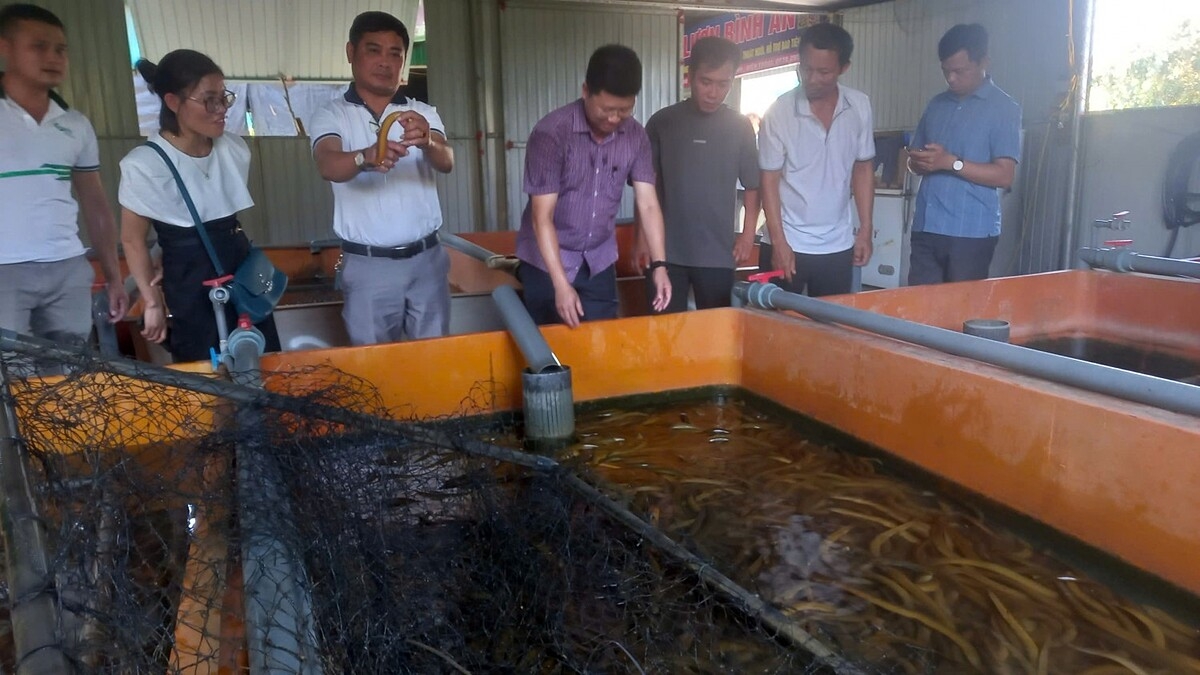 Lươn được nuôi trong bể composite.