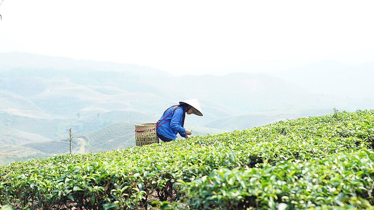 Chè Tam Đường ngày càng được nhiều người tiêu dùng biết đến nhờ HTX Tam Đường đẩy mạnh ứng dụng TMĐT.