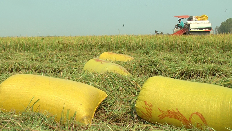 Thành viên HTX Dịch vụ nông nghiệp Hòa Phát &lpar;xã Tân Hộ Cơ, huyện Tân Hồng&rpar; áp dụng cơ giới hóa trong thu hoạch lúa