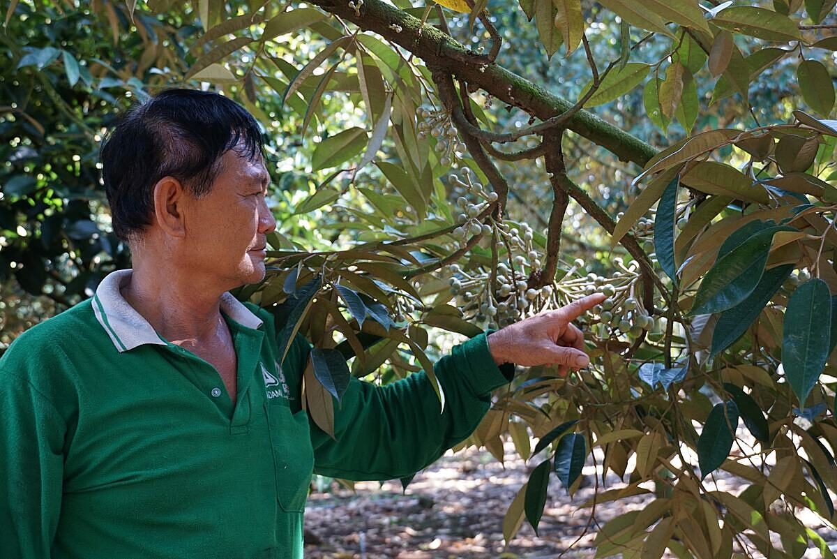 Mô hình trồng sầu riêng cho thu nhập cao nếu áp dụng đùng quy trình và có đầu ra thuận lợi