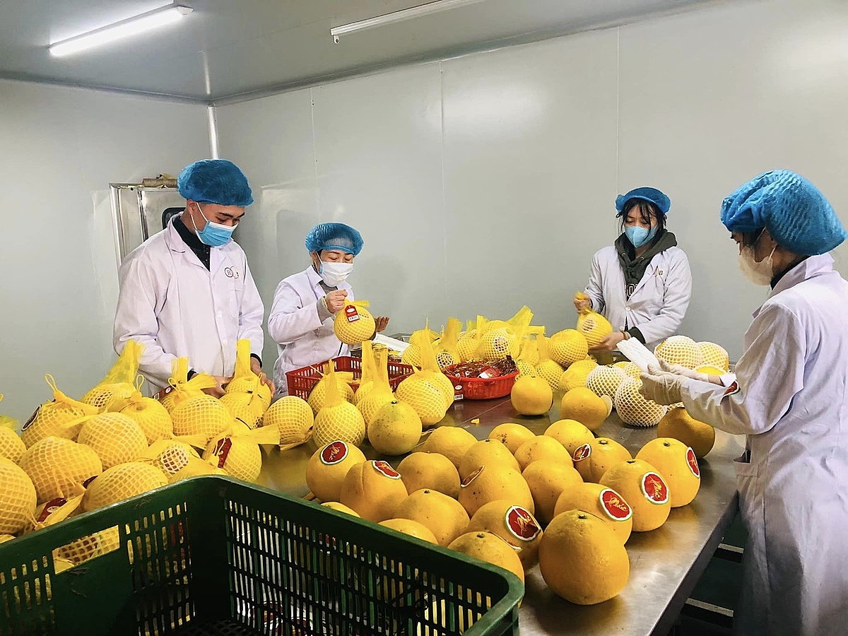 Bưởi của HTX Nông nghiệp Mỹ Tân được xuất khẩu sang Mỹ.