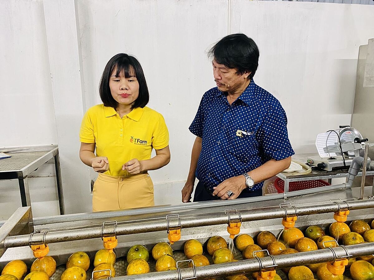 HTX 3T Farm ứng dụng công nghệ và ĐMST để sản xuất theo chuỗi.