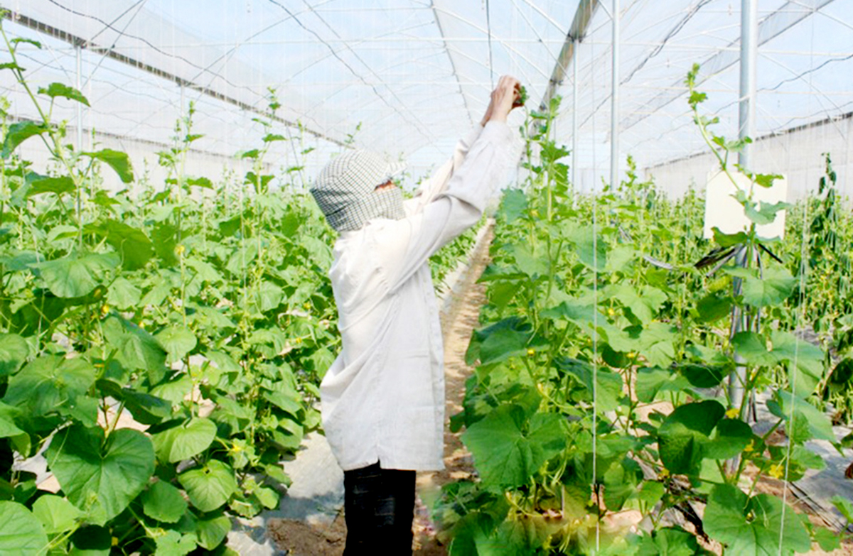 Chuyển đổi sản xuất theo hướng hàng hóa là chìa khóa giúp người dân Yên Mô thoát nghèo, làm giàu.