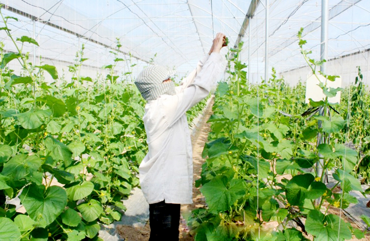 Chuyển đổi sản xuất theo hướng hàng hóa là chìa khóa giúp người dân Yên Mô thoát nghèo, làm giàu.