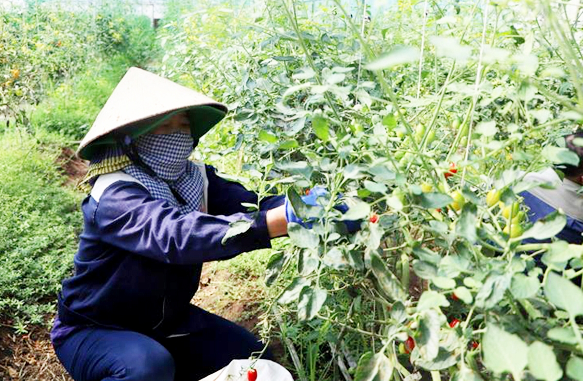 Đa dạng hóa cây trồng giúp đảm bảo lợi nhuận cao cho HTX, nông dân Xuân Trường.