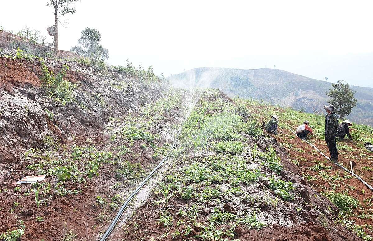 Người dân phát triển diện tích sâm dây.