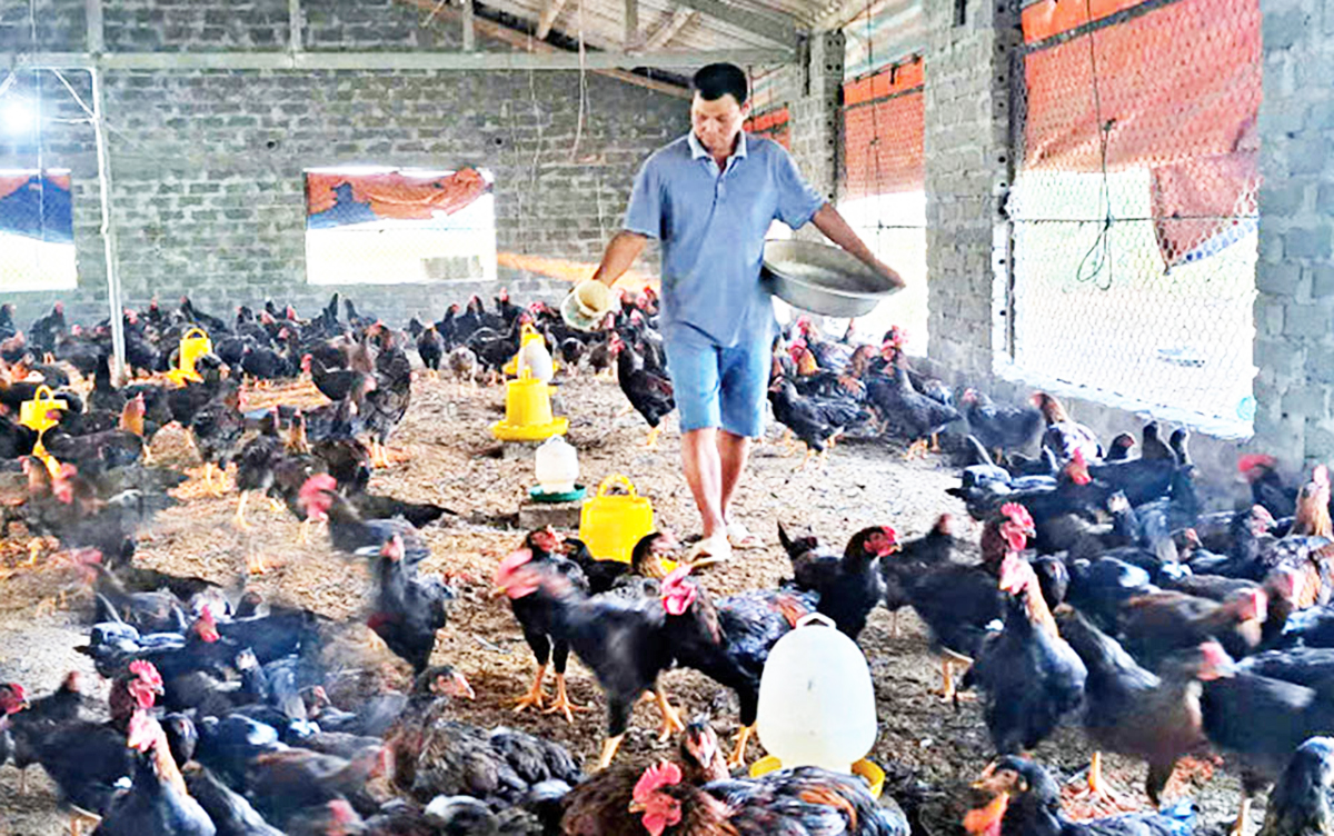 Yên Mô chủ trương thúc đẩy đa dạng cây trồng, vật nuôi, mở rộng sinh kế cho người dân.