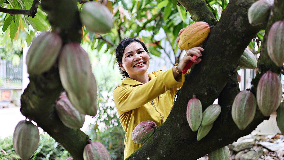 ây ca cao đang trở thành cây trồng mang lại nguồn thu chính cho nhiều hộ dân ở Lâm Đồng. Ảnh BLĐ
