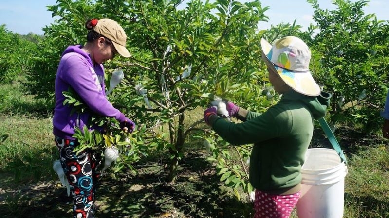 Du lịch sinh thái vừa nâng cao giá trị nông sản, vừa tạo thêm nguồn thu từ dịch vụ du lịch.