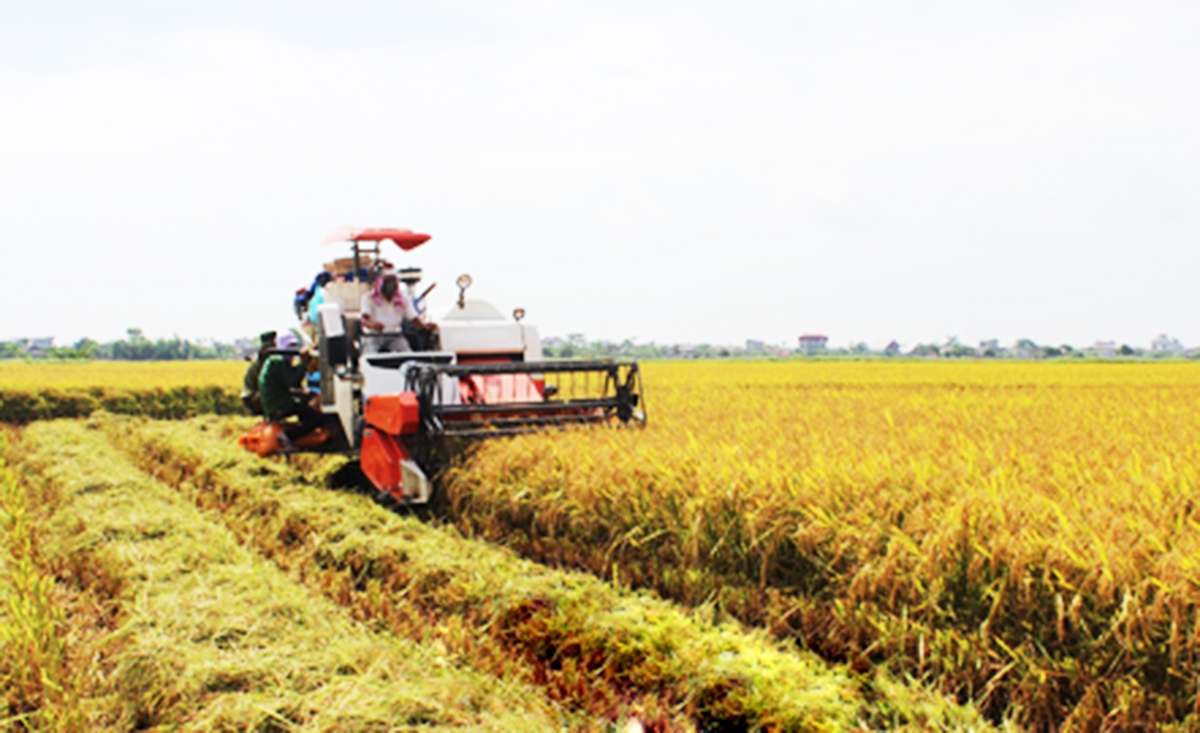 Sản xuất trên cánh đồng lớn giúp HTX, nông dân Xuân Trường thắng lớn.