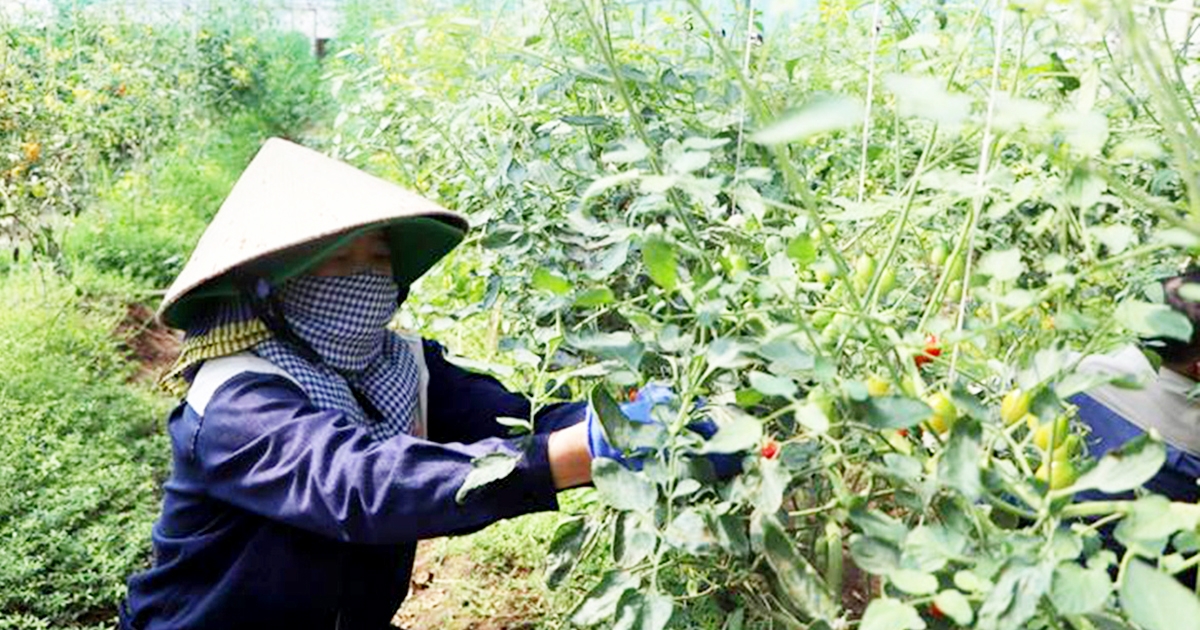 Giải mã những vựa lúa, trang trại rau màu công nghệ cao cho doanh thu ...