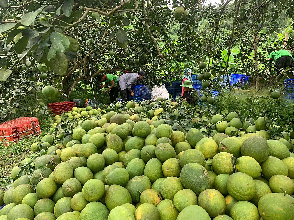Bưởi da xanh đã trở thành cây trồng chủ lực trong việc phát triển kinh tế của người dân.