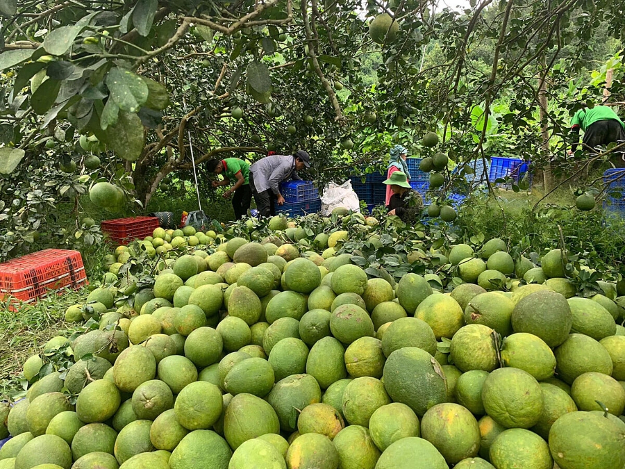Bưởi da xanh đã trở thành cây trồng chủ lực trong việc phát triển kinh tế của người dân.