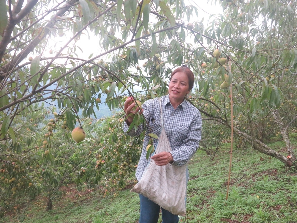 Trồng đào mang lại nhiều nguồn thu cho người dân.