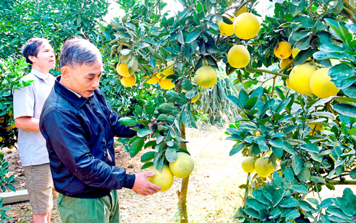 Yên Sơn tiếp tục định hướng sản xuất theo hướng hàng hóa, nhằm đẩy nhanh xóa đói giảm nghèo cho người dân.