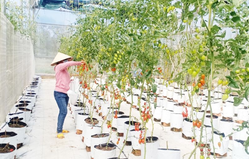 Khu vực kinh tế tập thể, HTX đóng góp quan trọng trong công tác giảm nghèo của tỉnh Phú Yên, từ tạo ra nhiều công ăn việc làm, gia tăng giá trị sản phẩm, nâng cao thu nhập cho thành viên, người lao động và hộ dân liên kết.