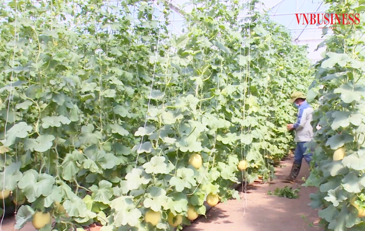 Các HTX đang là điểm tựa sản xuất công nghệ cao của nhiều nông dân huyện Phú Giáo.