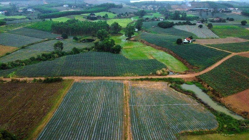 Đầu ra đảm bảo, người dân tại nhiều địa phương tỉnh Nghệ An yên tâm tiếp tục đầu tư, mở rộng diện tích trồng dứa hữu cơ.