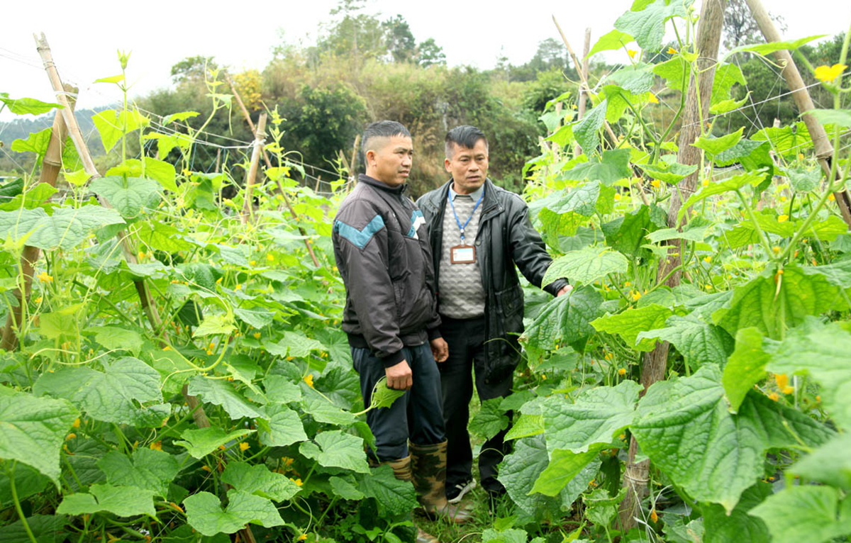 Các HTX đang đóng vai trò tích cực trong phát triển kinh tế vùng đồng bào dân tộc thiểu số huyện Yên Minh.