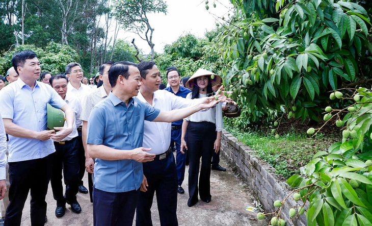 Bộ trưởng Đỗ Đức Duy kiểm tra vườn vải tại xã Phúc Hòa, Tân Yên, tỉnh Bắc Giang - Ảnh: KHƯƠNG TRUNG