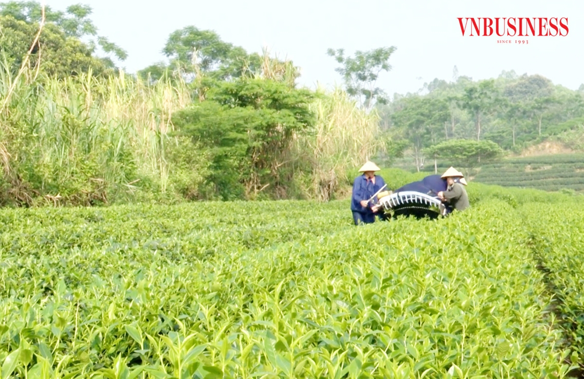 Thành công trong chuyển đổi cơ cấu cây trồng giúp nông dân, HTX ở Yên Sơn giảm nghèo, làm giàu.