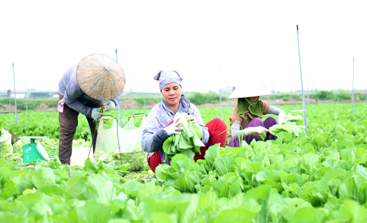 Ứng dụng sản xuất theo hướng khoa học giúp người dân tộc thiểu số miền núi ở Vĩnh Phúc tăng thu nhập.