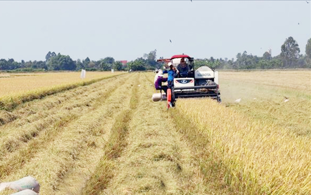Các HTX đang cho thấy dấu ấn đậm nét trong chuyển đổi cơ cấu nông nghiệp huyện Tân Hiệp.