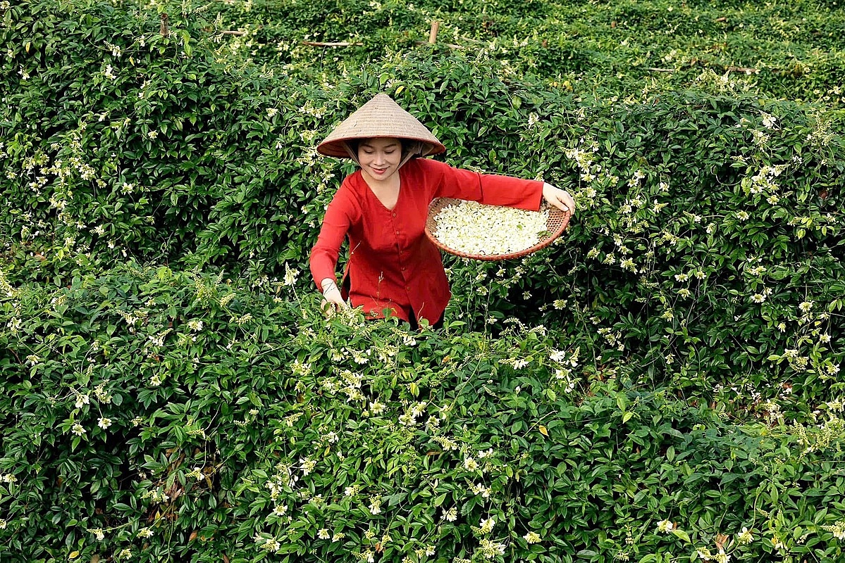 Với những chính sách phù hợp, khu vực KTTT, HTX hoàn toàn có thể đóng góp ngày càng lớn vào sự phát triển kinh tế - xã hội bền vững của đất nước.