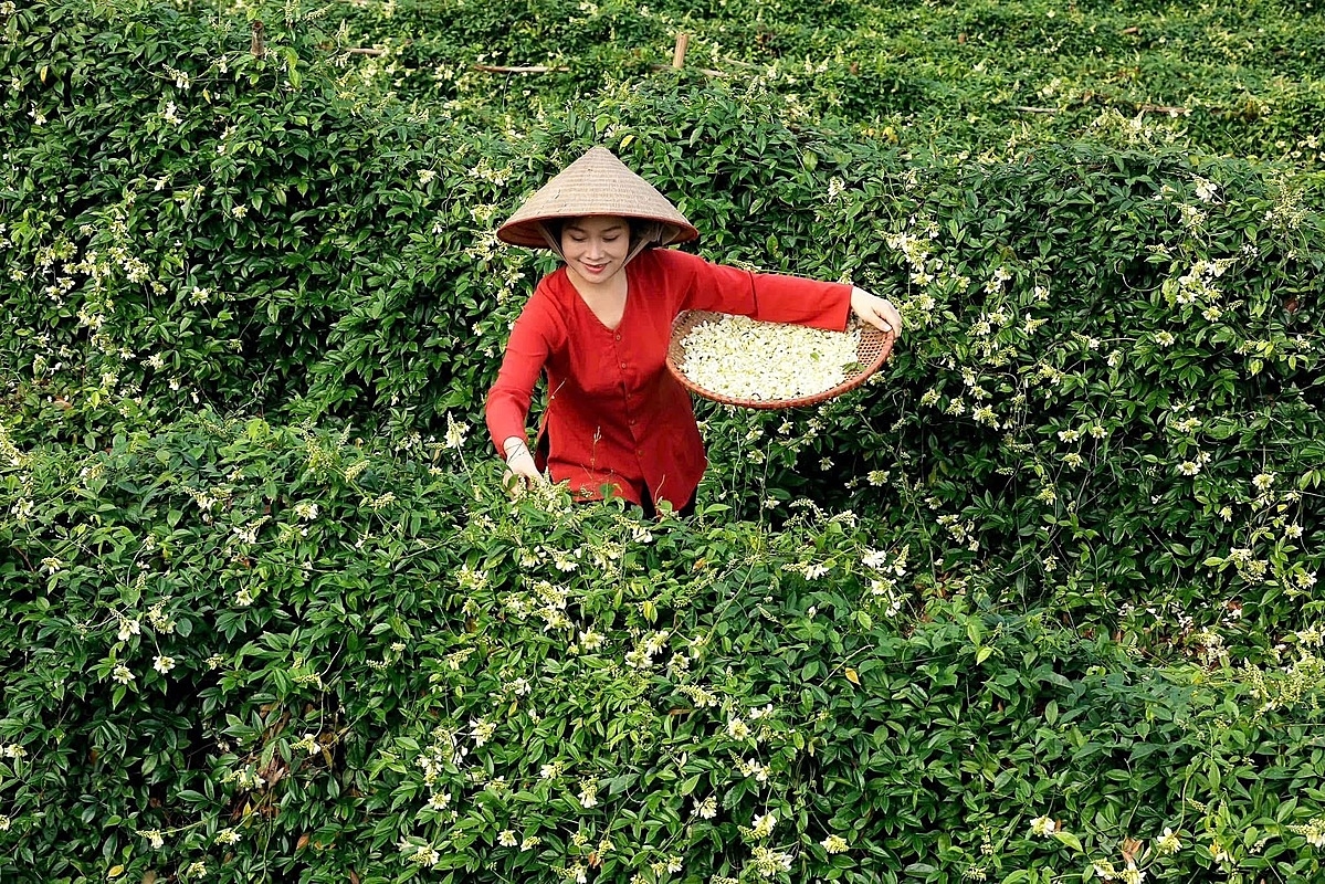 Với những chính sách phù hợp, khu vực KTTT, HTX hoàn toàn có thể đóng góp ngày càng lớn vào sự phát triển kinh tế - xã hội bền vững của đất nước.