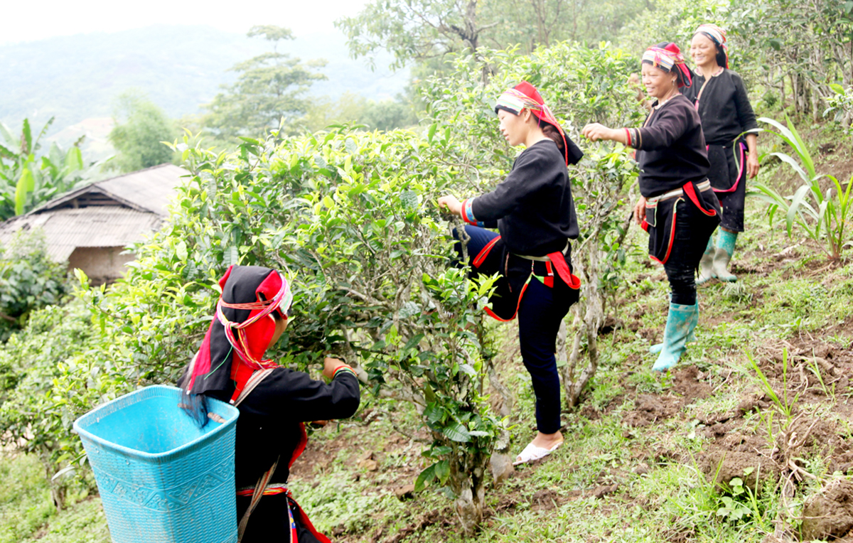 Người dân tộc thiểu số ở Yên Minh đang thoát nghèo, làm giàu với nhiều cây trồng thế mạnh.