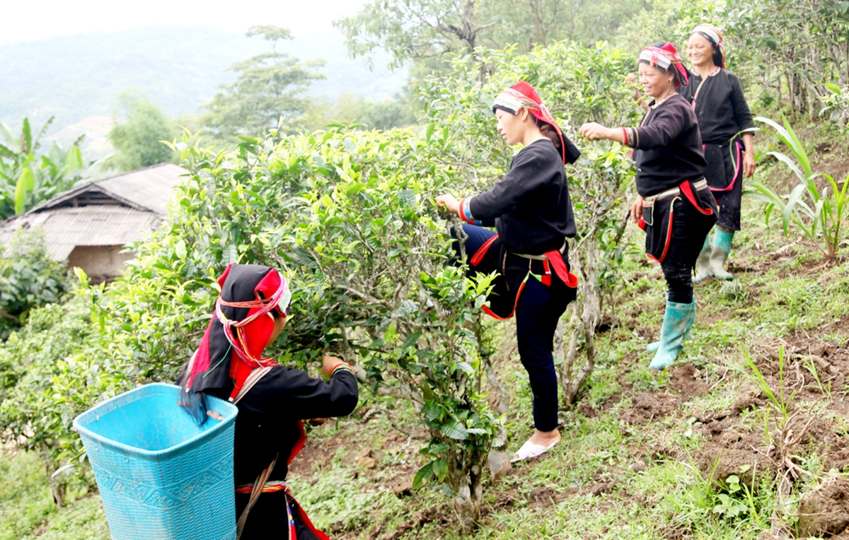 Người dân tộc thiểu số ở Yên Minh đang thoát nghèo, làm giàu với nhiều cây trồng thế mạnh.